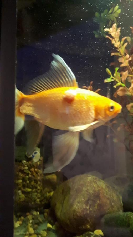 Aquarium Διαμέρισμα Τυφλίδα Εξωτερικό φωτογραφία